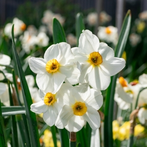Le narcisse : m&eacute;moire silencieuse du mythe.